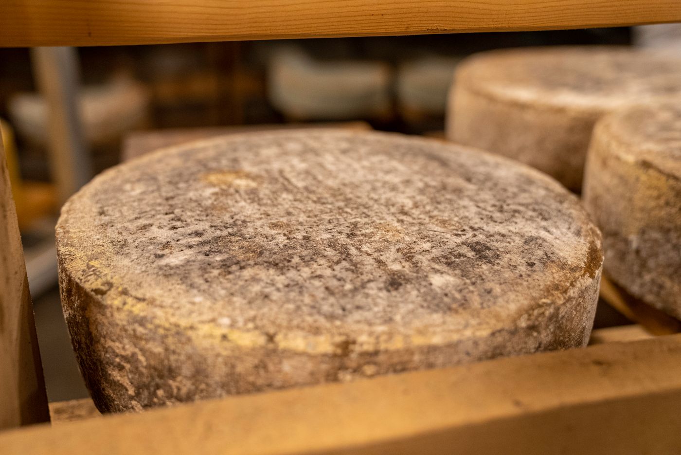 Meules de fromage à pâte pressée cuite en cave d'affinage